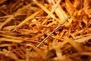 needle-in-a-haystack